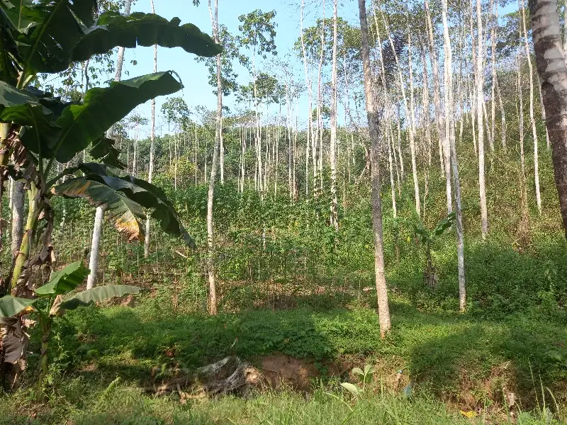 tanah bukit 10 hektar pugung tanggamus