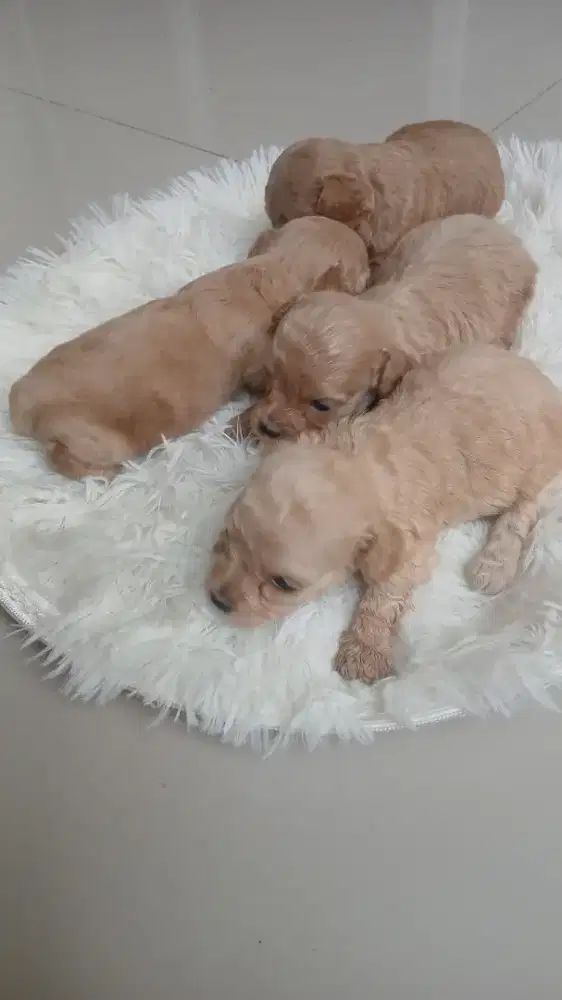ANJING POODLE STANBUM MURAH BETINA JANTAN