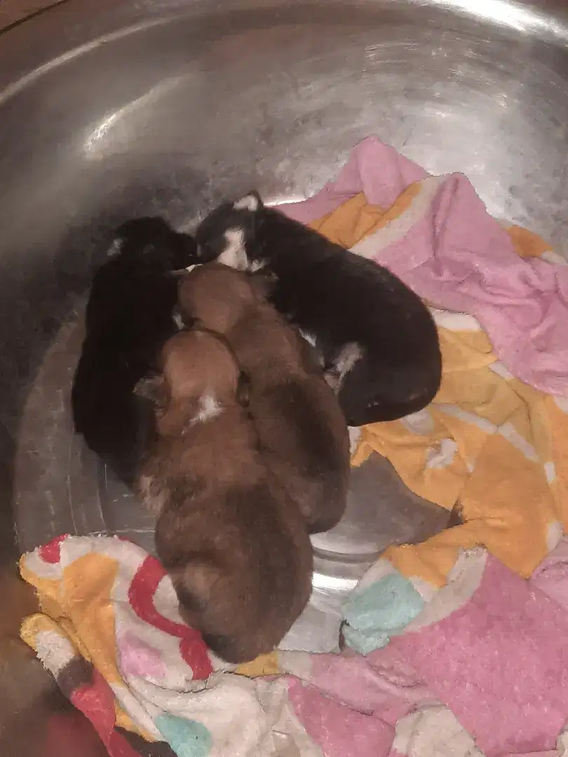 Anak anjing mix umur 3 minggu