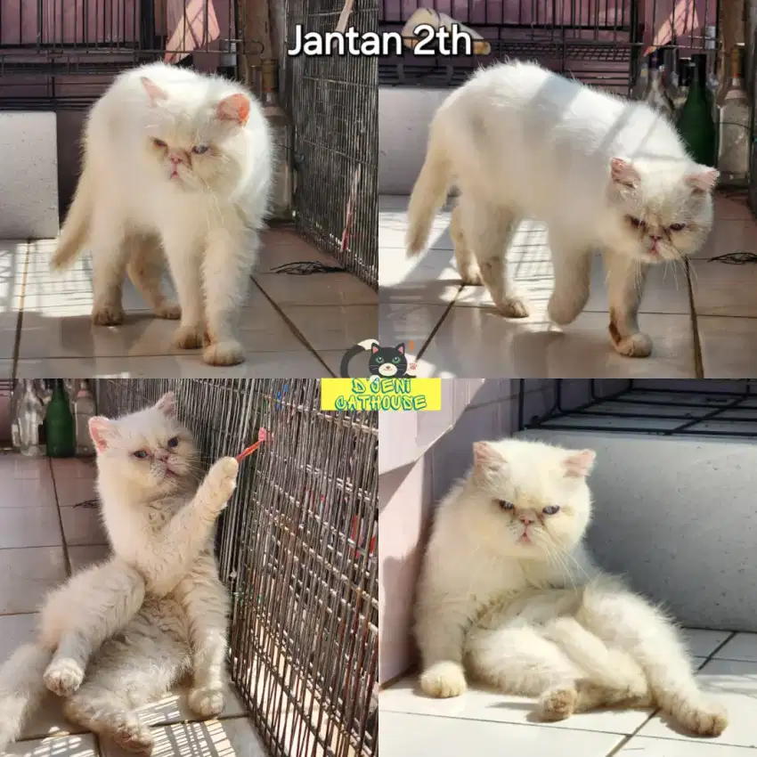 Kucing Persia Exotic Shorthair Jantan