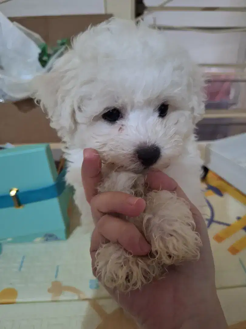 Anakan Female bichon