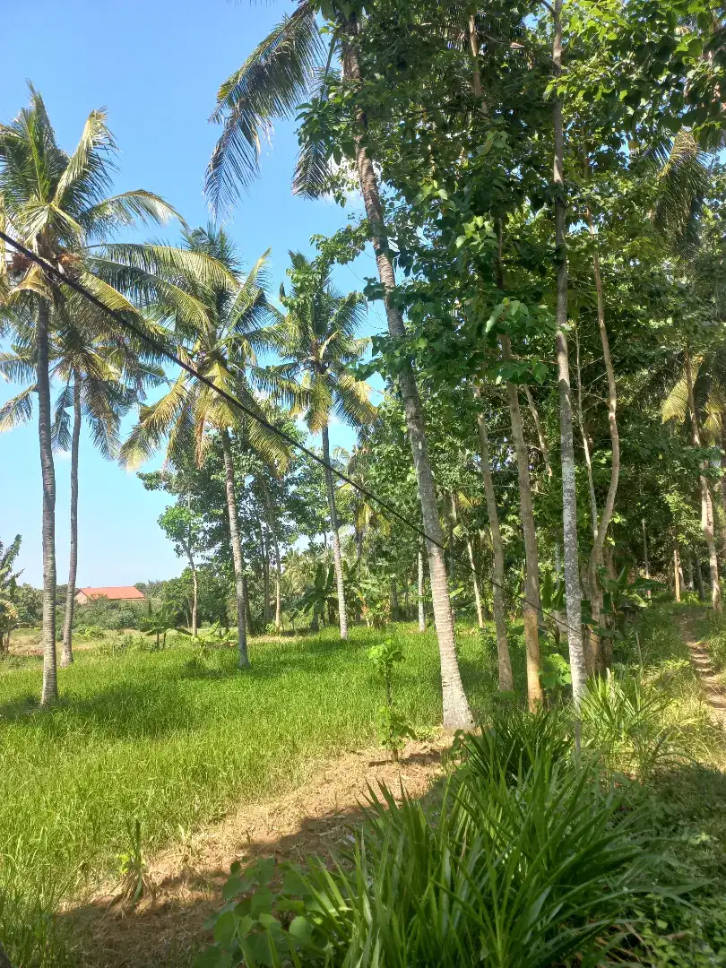 Dijual Cepat Tanah Kebonan, Secang- Kalipuro, Banyuwangi