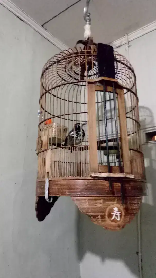 BURUNG KACER/ANIS KEMBANG MATA PUTIH RING NOMER WARNA EMAS