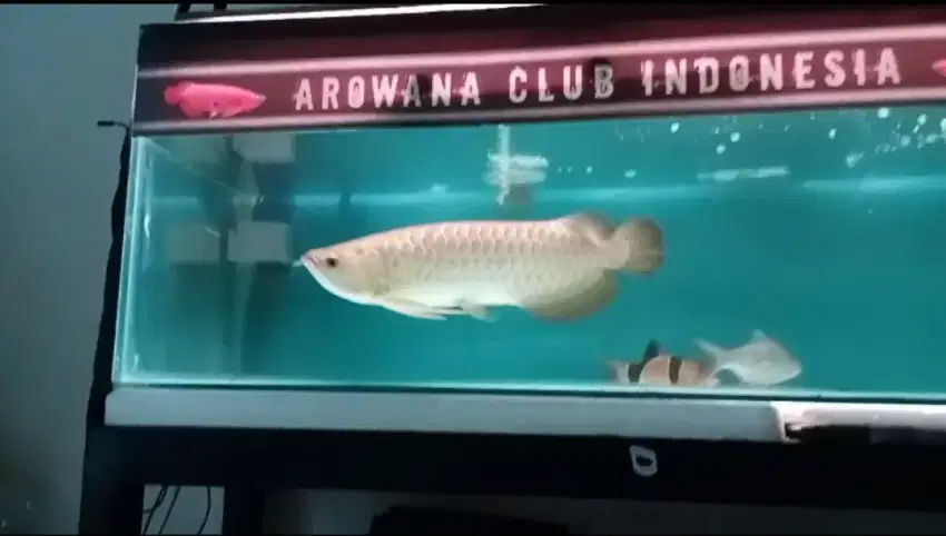 Ikan arowana golden blubase