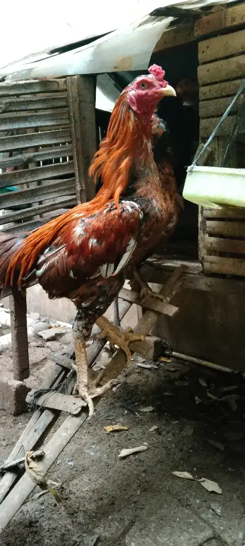 Ayam Silangan Aseel Rajahstan India x Yokeeree Usia 7 Bulan