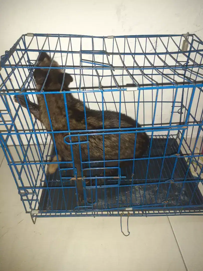 Musang Pandan Jinak Lincah gesit