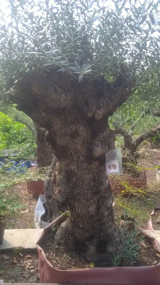 Pohon jaitun posil tinggi 1 meter ..