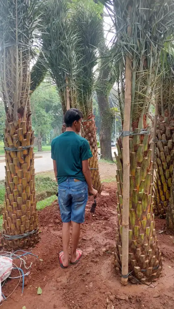 Pohon kenari tinggi batang keras 120.150cm...