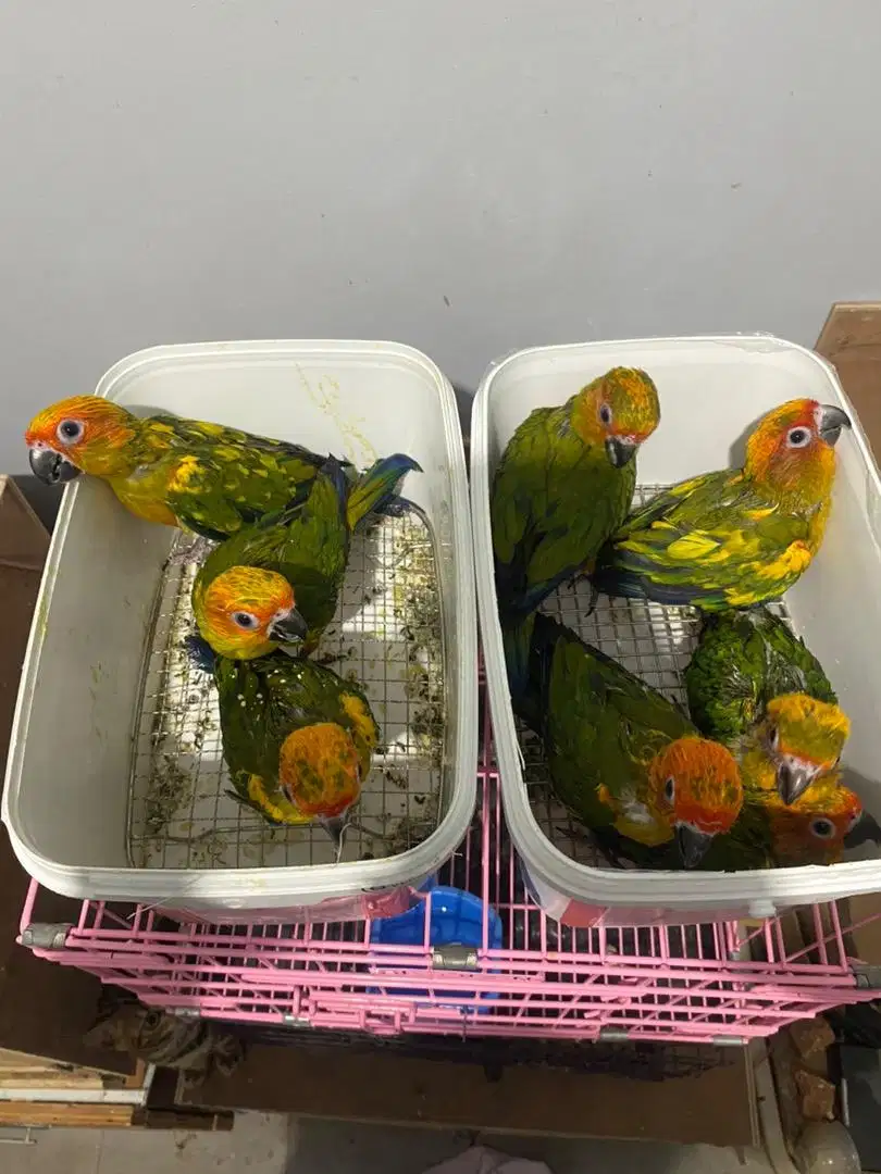 Lolohan Sunconure / Burung Sunconure lolohan