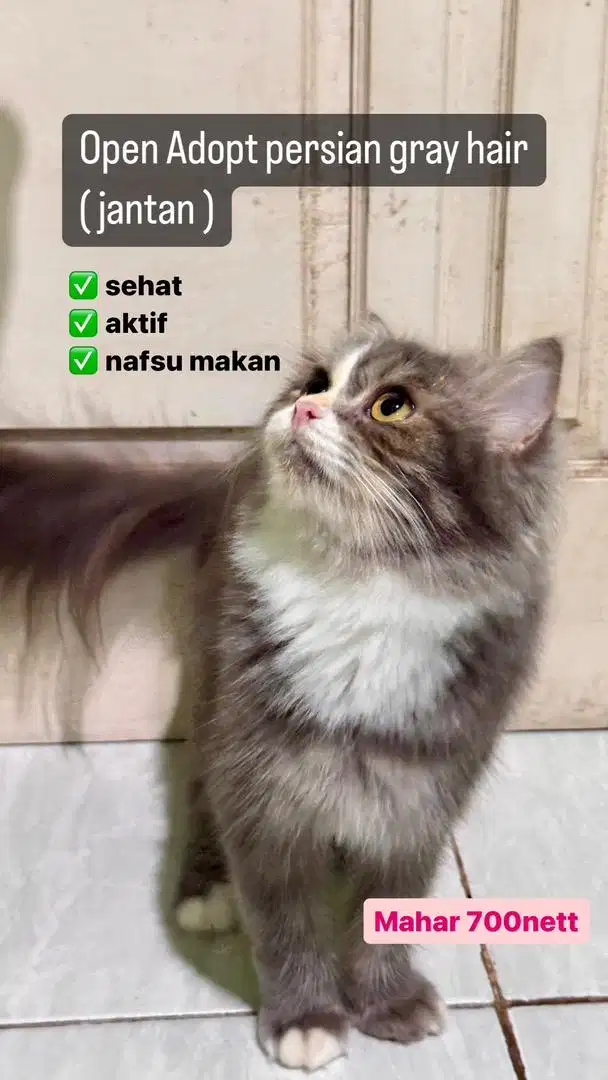 Open adopt kucing persian grey hair ( jantan )