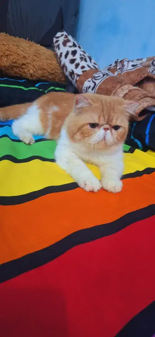 kucing peaknose exotic Shorthair