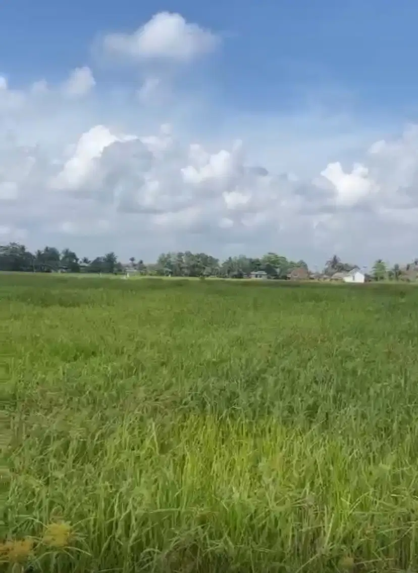 DIJUAL CEPAT!!! TANAH/SAWAH DEKAT DENGAN PINTU TOL KRAMASAN