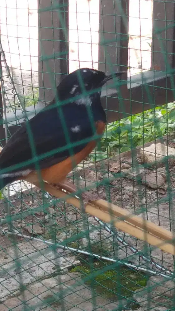 murai brolok ternakan lumayan gacor ngadu