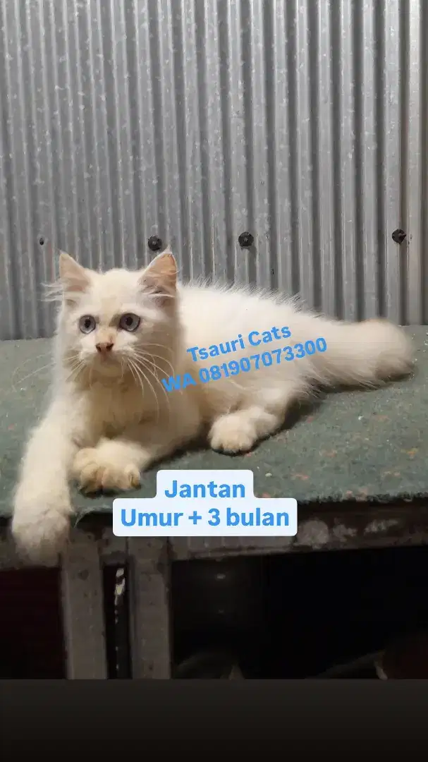 Kucing Kitten Jantan 
Longhair Bulu Kapas
Umur + 3 bulan