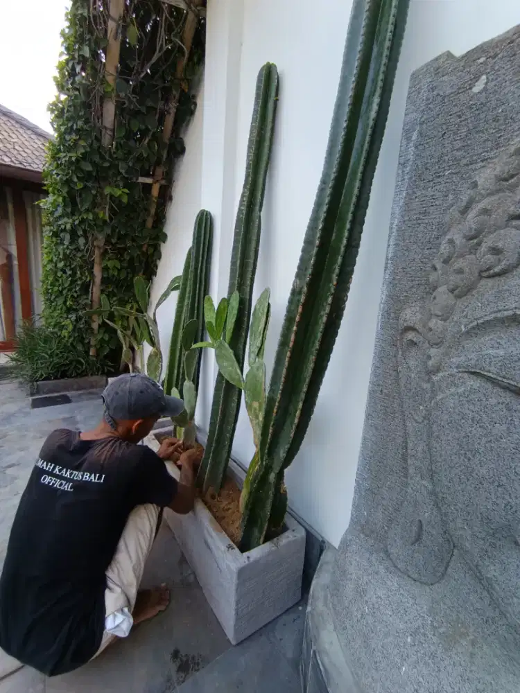 Cactus koboy, jual cactus koboy, jual Kaktus, Kaktus, menjual Kaktus,