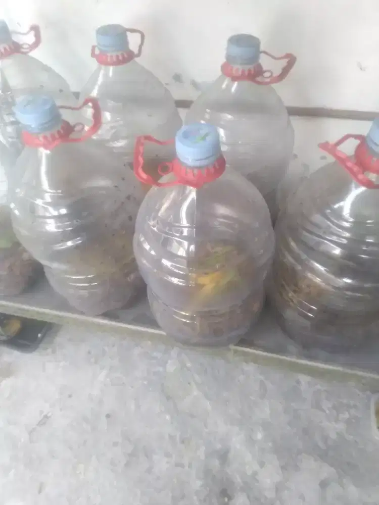 Menje ternak per galon