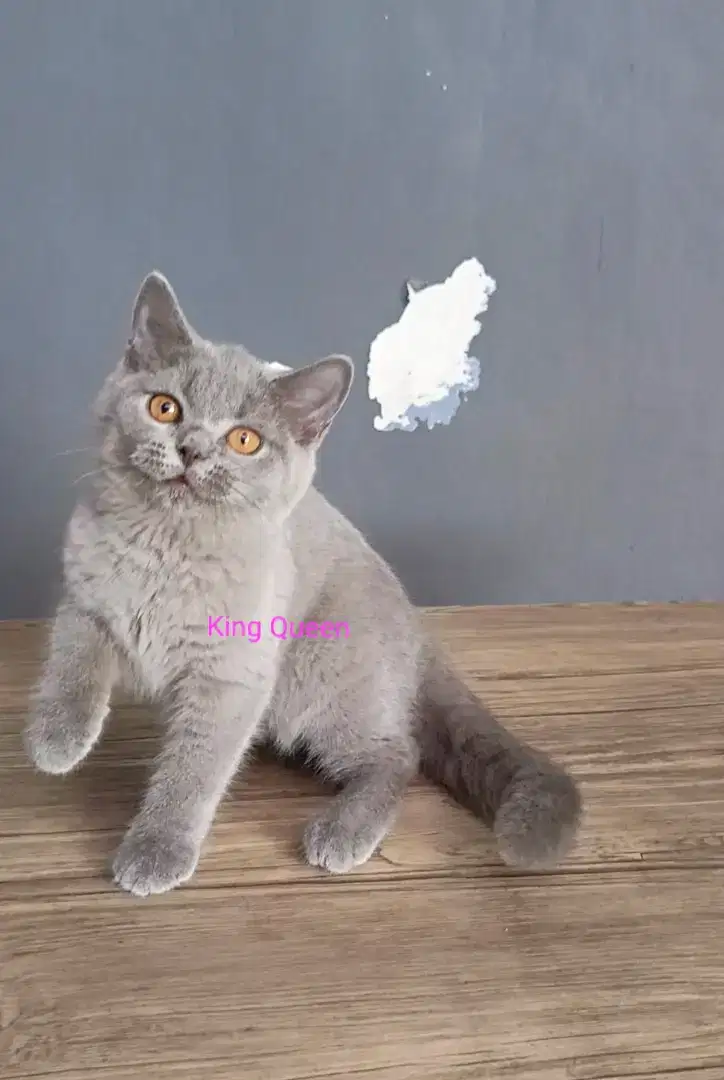 Kucing BSH British Shorthair Blue Solid Betina 5 bulan Ped / Non Ped