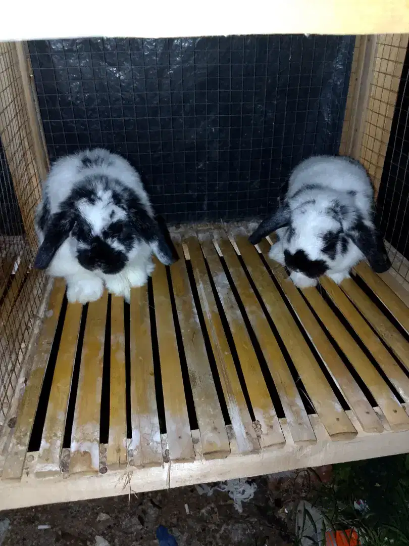 Sepasang kelinci Holland lop