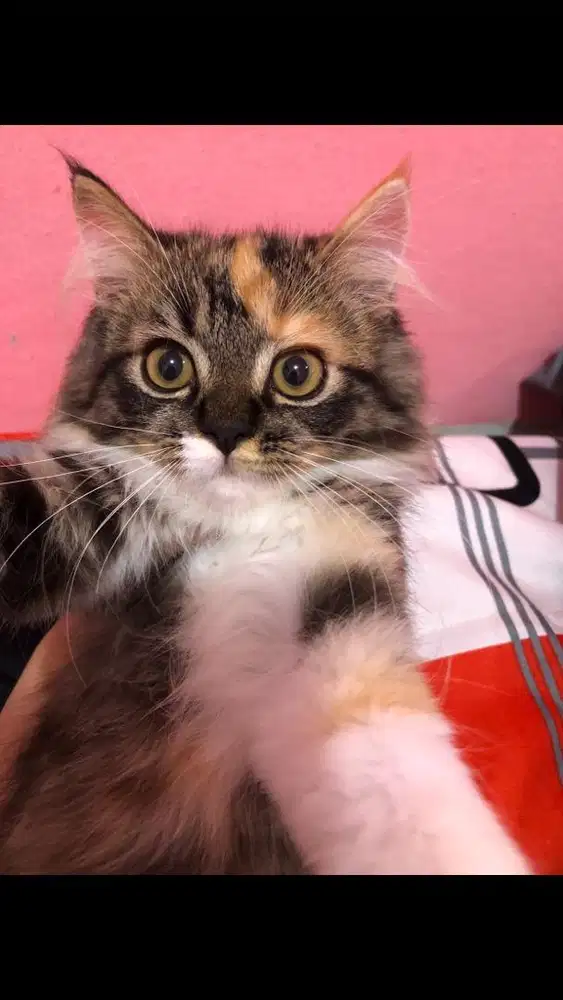 Kucing persia betina calico