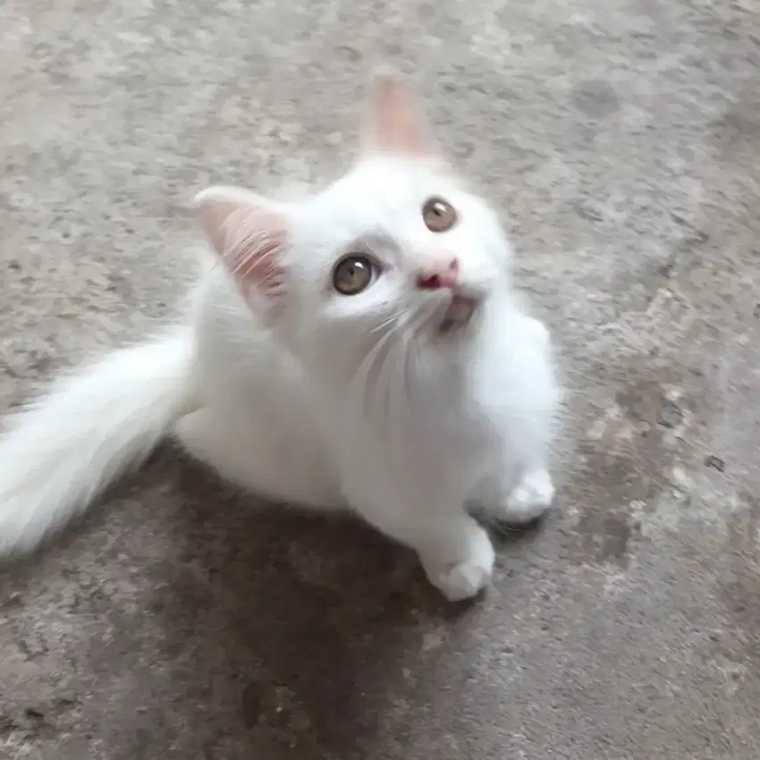 Kucing Persia White Solid Longhair