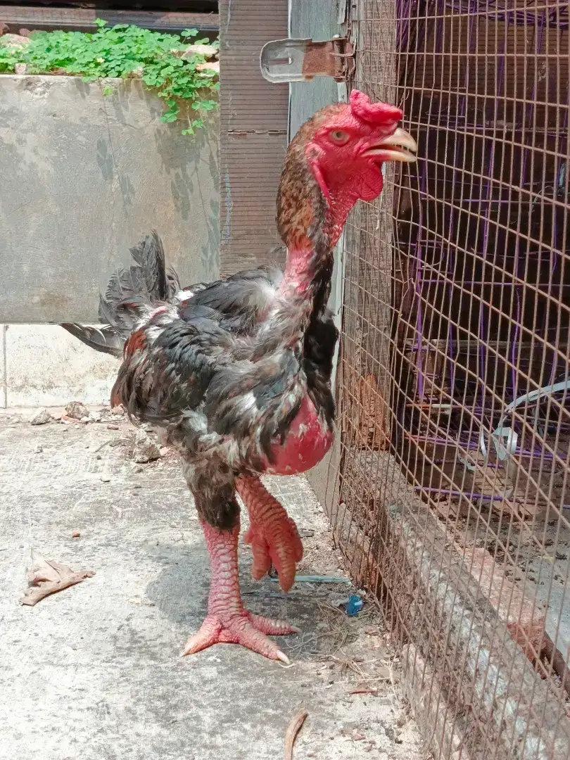 Ayam DongTao Kaki Naga asal Vietnam