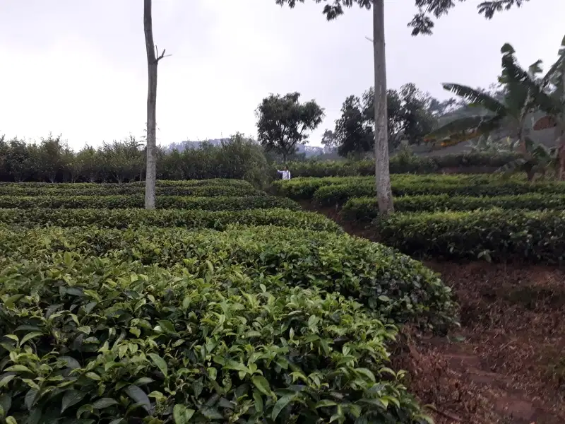 kebun teh produktif akses jalan lebar