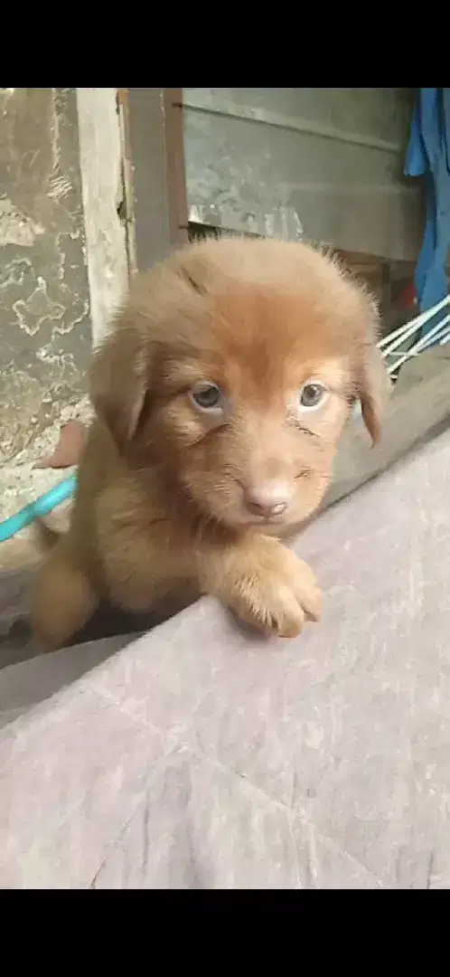 Anak anjing umur 2 bulan