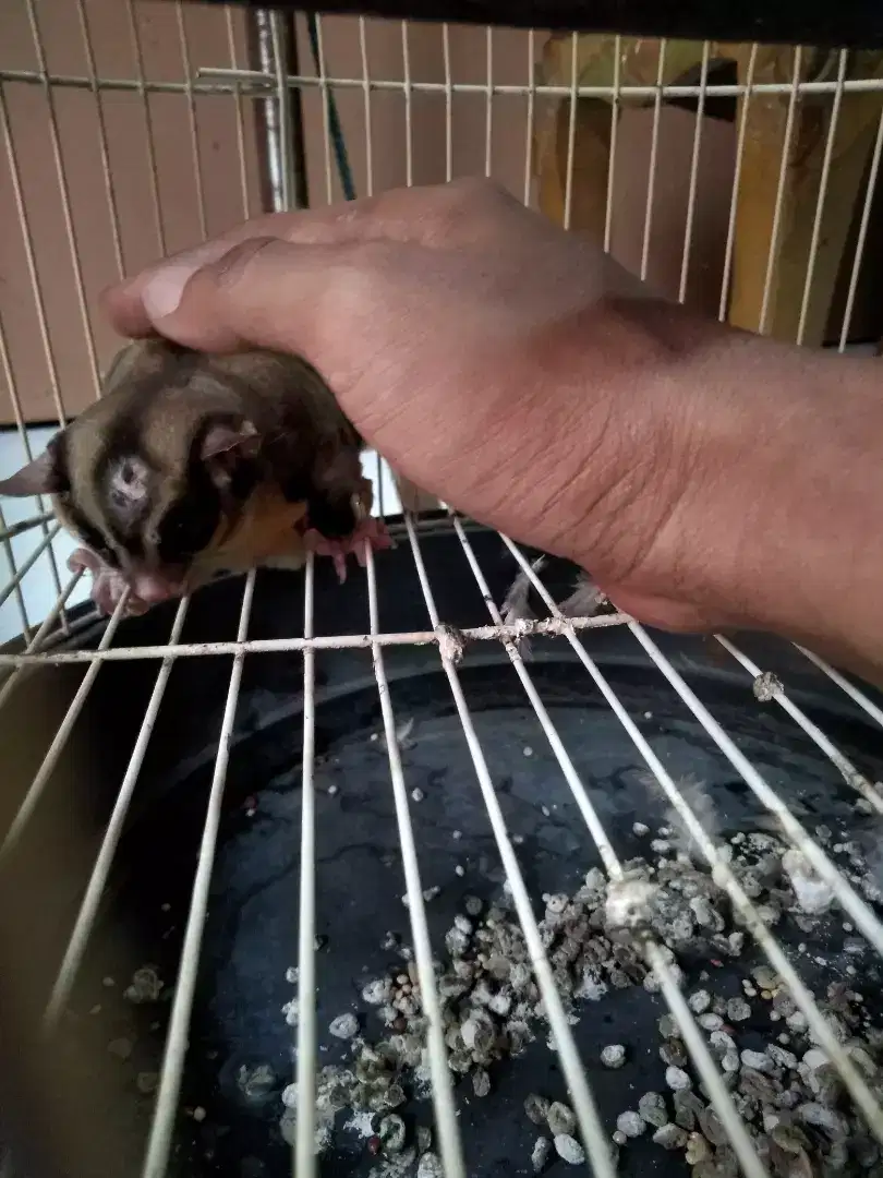 Sugar glider jinak