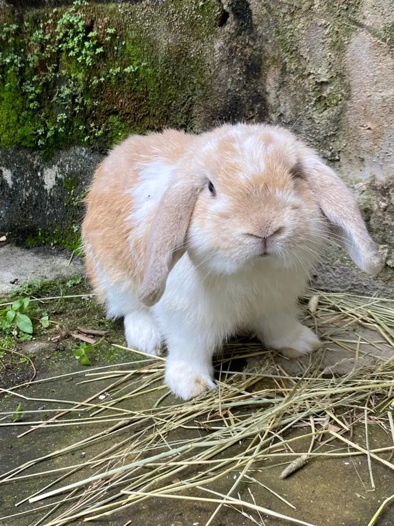 Kelinci Holland Lop Sepaasang