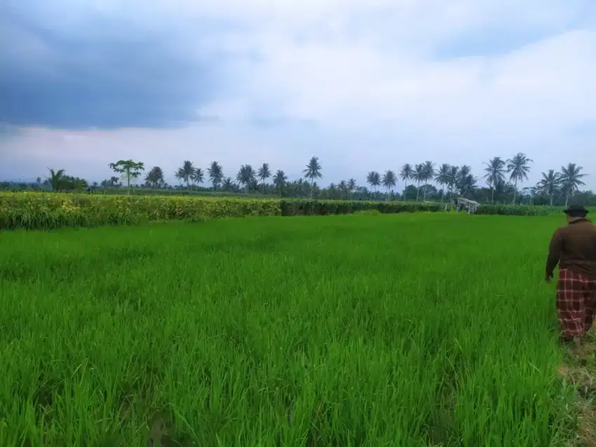 Dijual tanah/sawah produktif