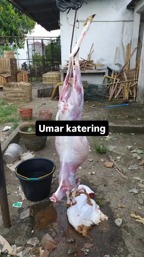 Katering Aqikah prasmanan