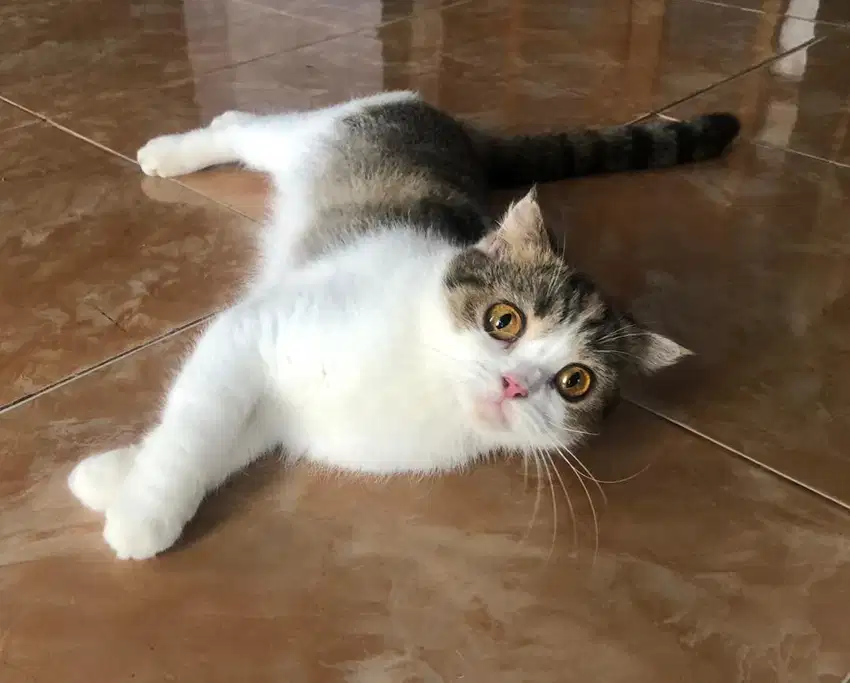 Scottish single fold betina 1tahun not bsh british short hair sf