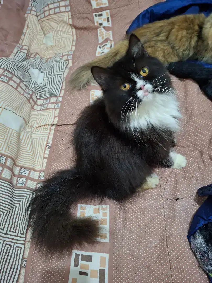 Kucing persia betina longhair umur 8bln sehat lincah