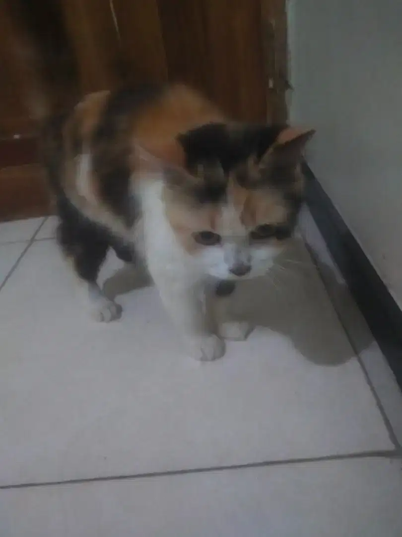 kucing Persia jantan dan betina