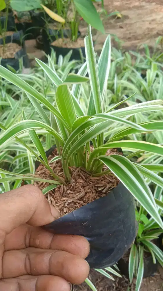 Tanaman segala jenis... Liliparis..