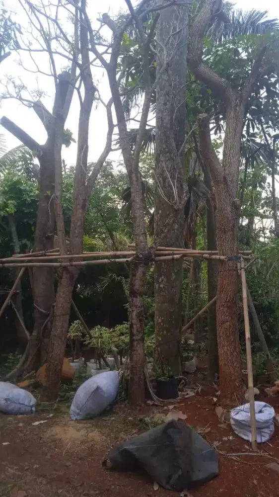 Pohon Tabebuya bunga kuning lingkar batang 60cm