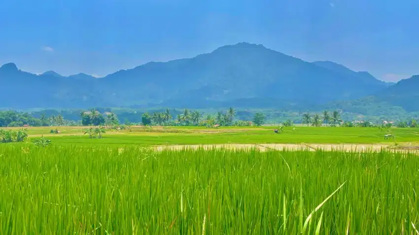 Tanah Kavling Sawah Murah Strategis Legalitas SHM Bogor Timur