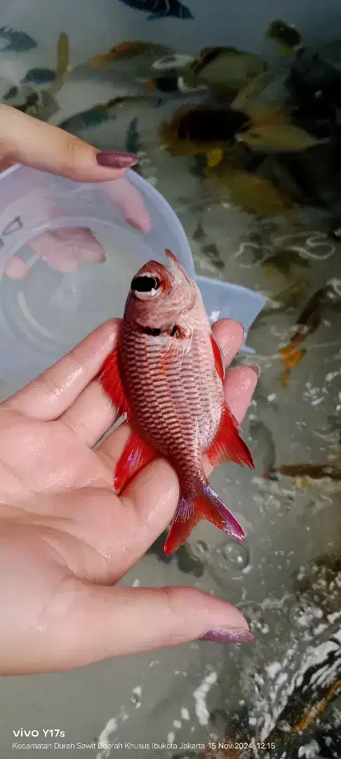 Dicari Wanita Admin dan Marketing Toko Ikan Hias Laut di Duren Sawit