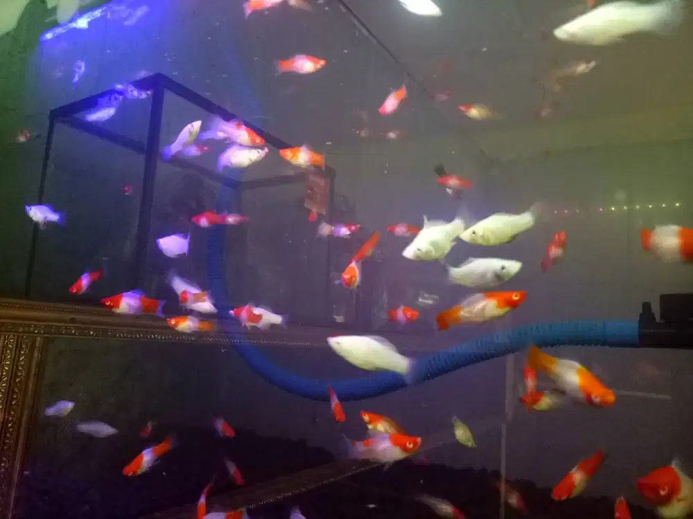 Ikan hias platy dan chiclid