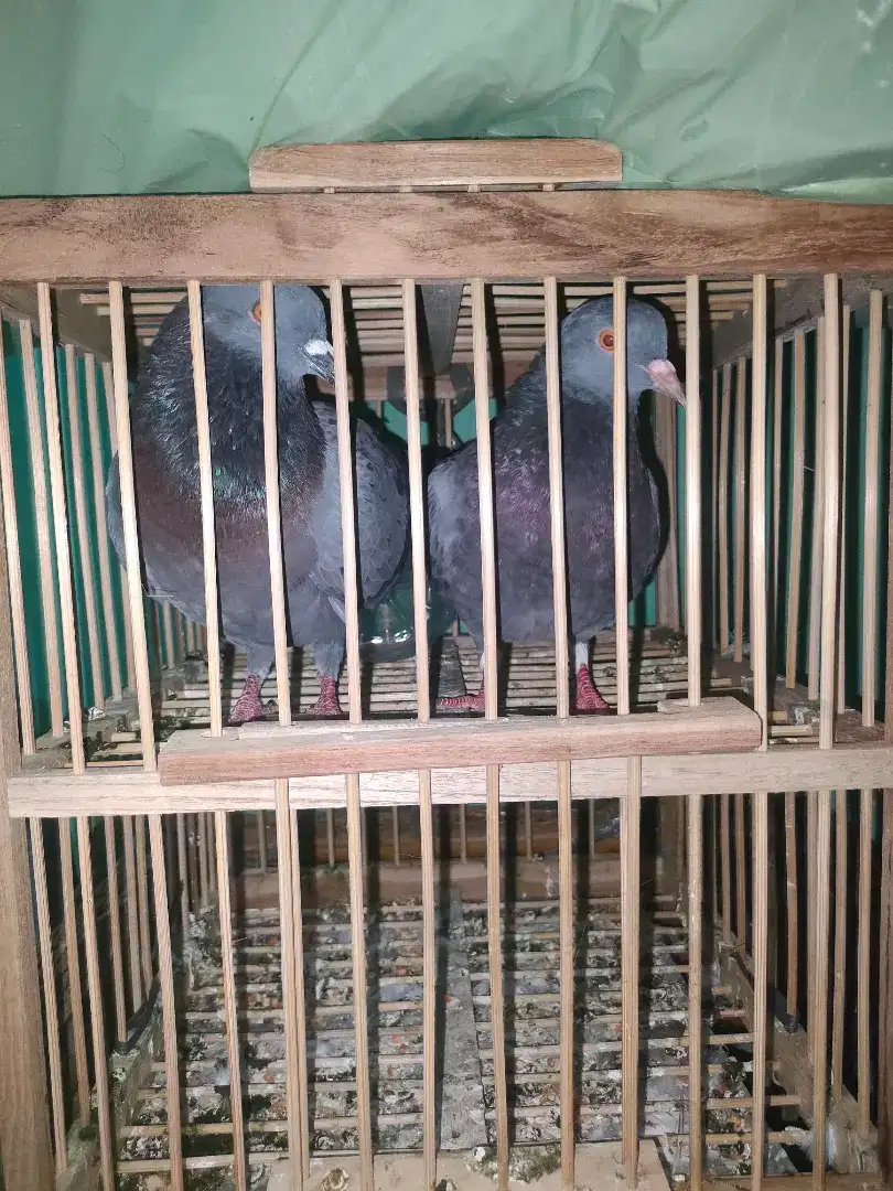 Sepasang burung dara+dongdang