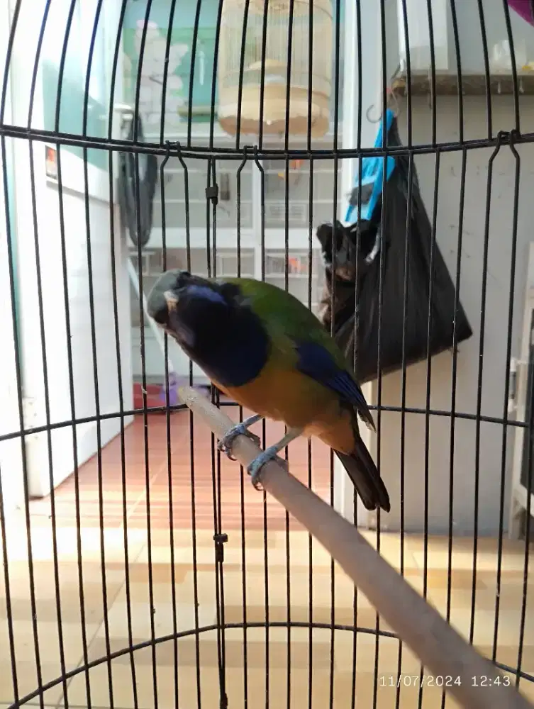 Ij0 cun9ko gacor materi mewah