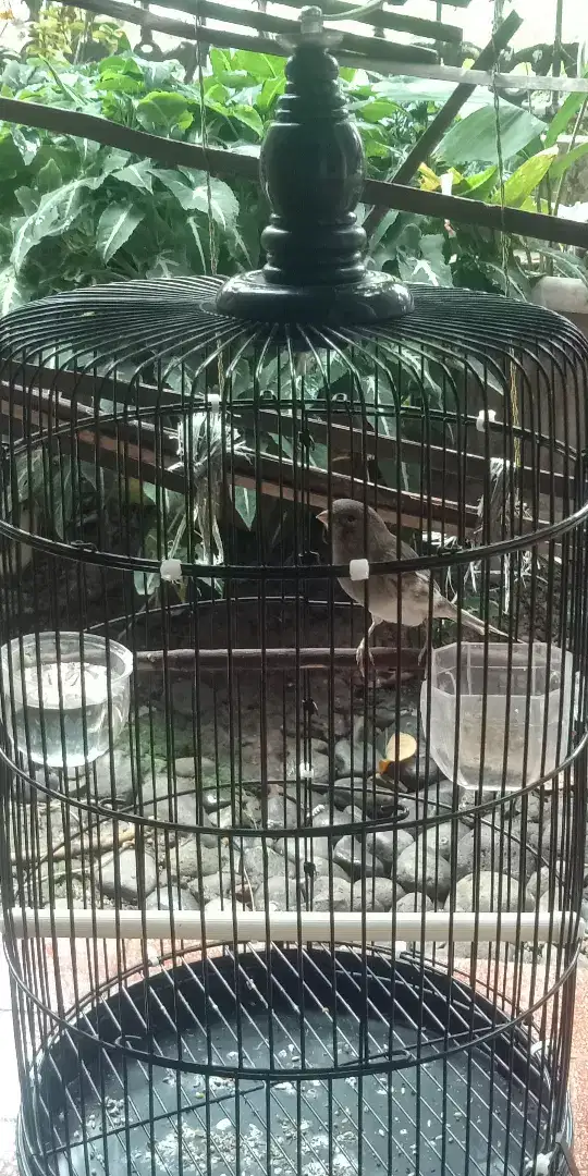 burung kenari bon coklat malang jantan depok