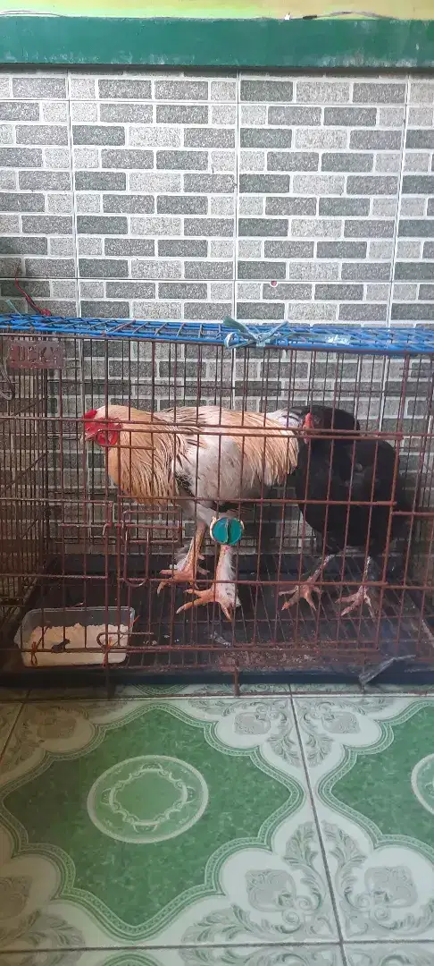 Ayam brahma 1 pasang