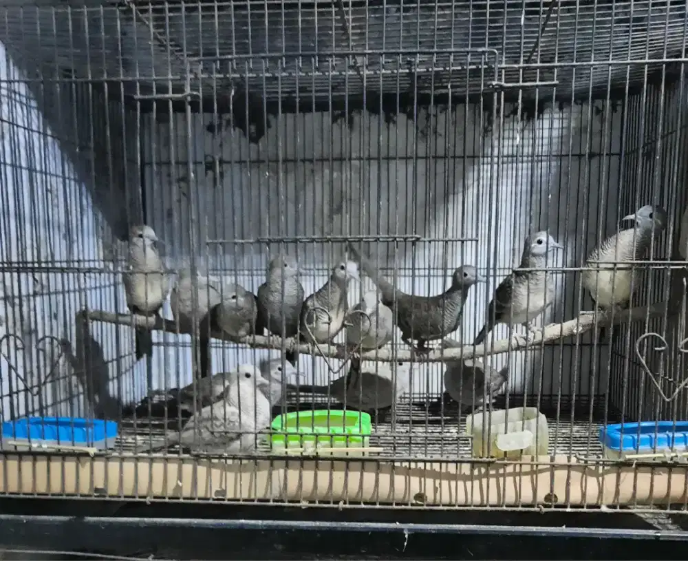 Perkutut Lokal Warna