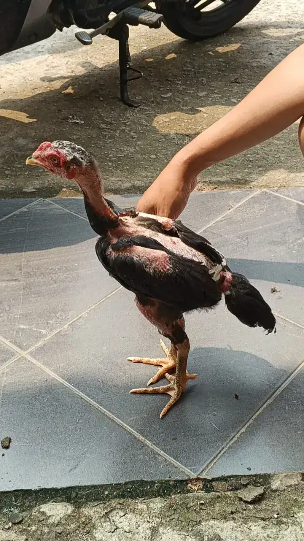 Ayam Bangkok Pakhoy anakan umur 2bulan