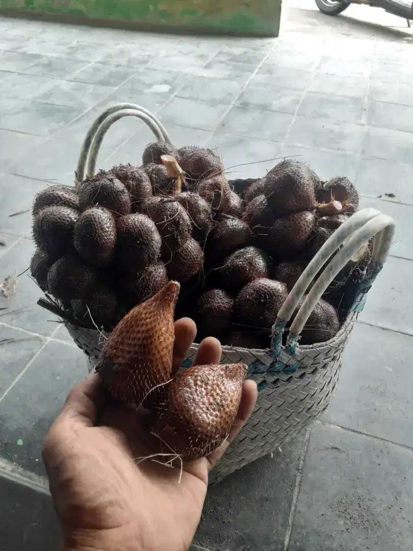 Salak pondoh nglumut magelang