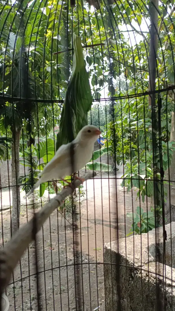 Kenari paud putih pocong