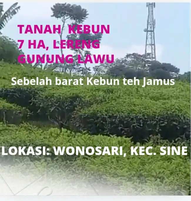 Tanah kebun 7,6Ha di lereng gunung Lawu, dekat kebun teh Jamus