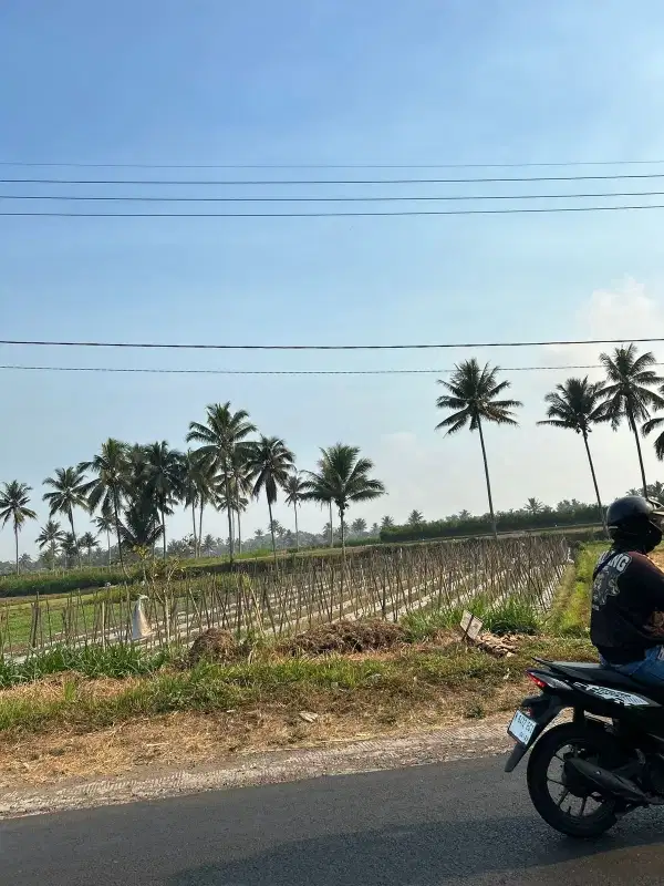 DIJUAL TANAH SAWAH di Glagahdowo - Pulungdowo, Tumpang - Malang