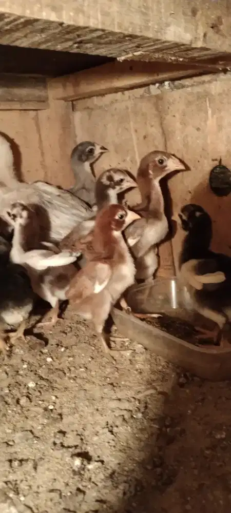 Anak Ayam Aseel Rajahstan India X Yokeeree